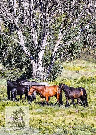 Brumbies16Dec23_0084