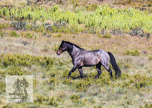 Brumbies16Dec23_0088