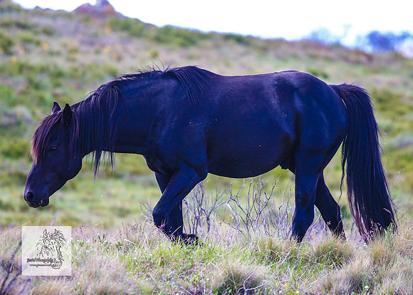 Brumbies15Dec23_1008
