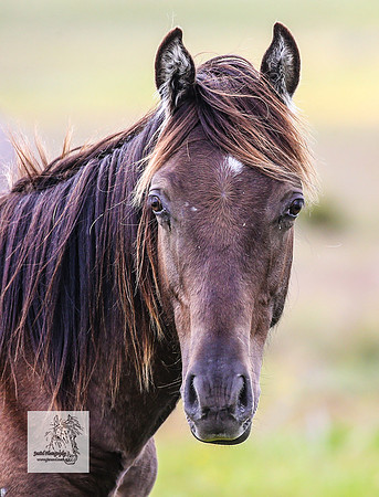 Brumbies22Dec23_2251