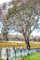 Brumbies7Dec23_0003
