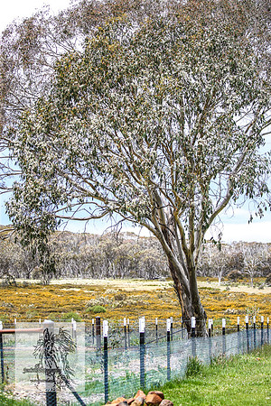Brumbies7Dec23_0003