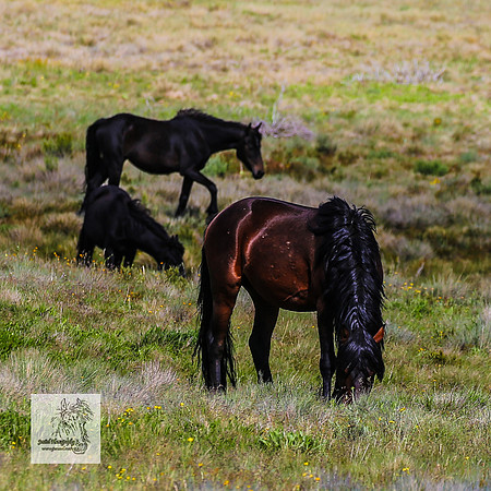 Brumbies14Dec23_0321