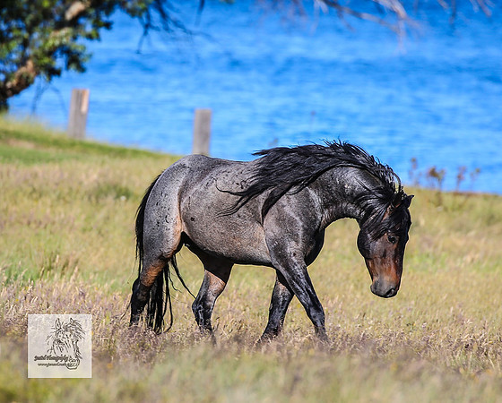 Brumbies17Dec23_1409