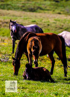 Brumbies12Dec2023_0059