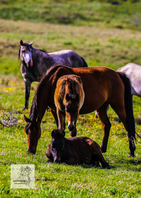 Brumbies12Dec2023_0059
