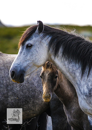 Brumbies15Dec23_0987