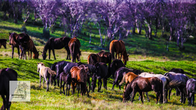 Brumbies12Dec2023_0047