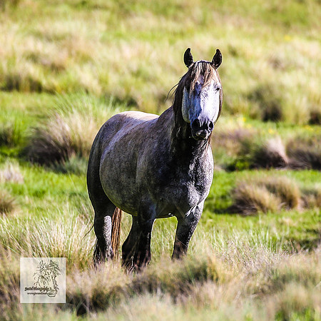 Brumbies15Dec23_1128