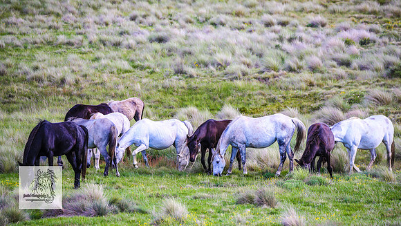 Brumbies15Dec23_1183