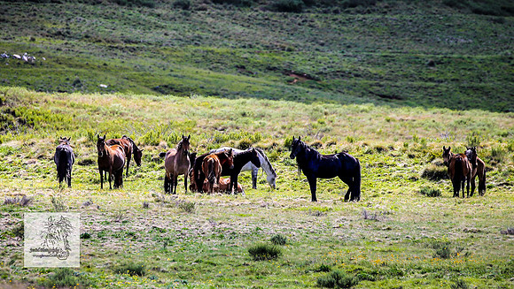 Brumbies14Dec23_0434