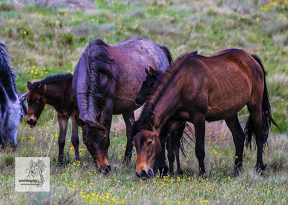 Brumbies14Dec23_0380