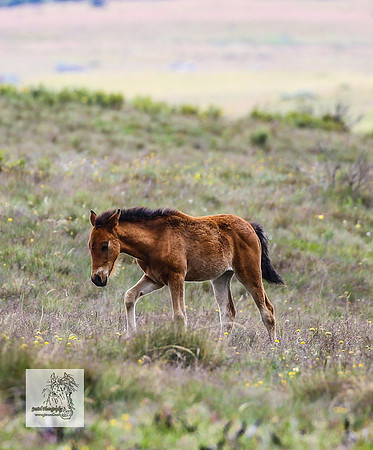Brumbies22Dec23_2225