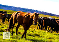 Brumbies12Dec2023_0106