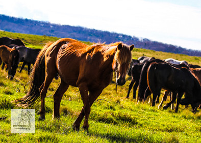 Brumbies12Dec2023_0106
