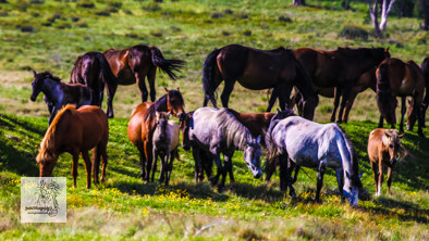 Brumbies12Dec2023_0026
