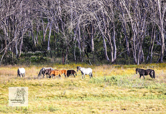 Brumbies23Dec23_2323