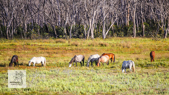Brumbies23Dec23_2313