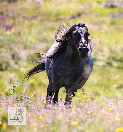 Brumbies17Dec23_1282