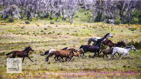 Brumbies29Dec23_2670