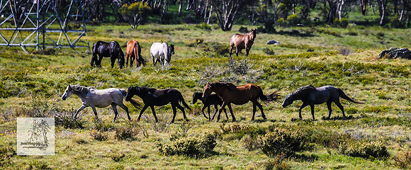 Brumbies15Dec23_0859