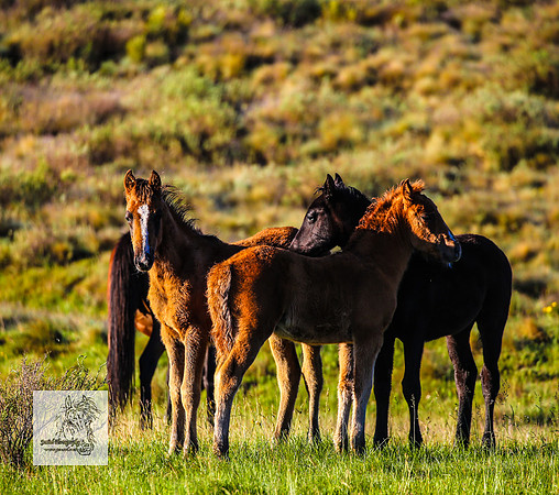 Brumbies15Dec23_0697