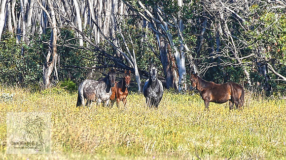 Brumbies24Dec23Edit