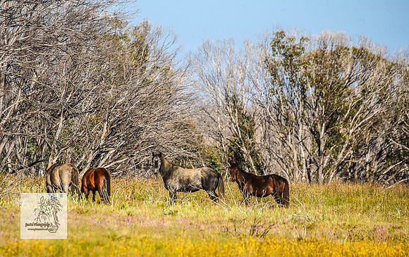 Brumbies27Dec23_2556