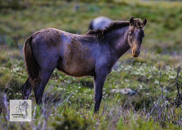 Brumbies15Dec23_0964