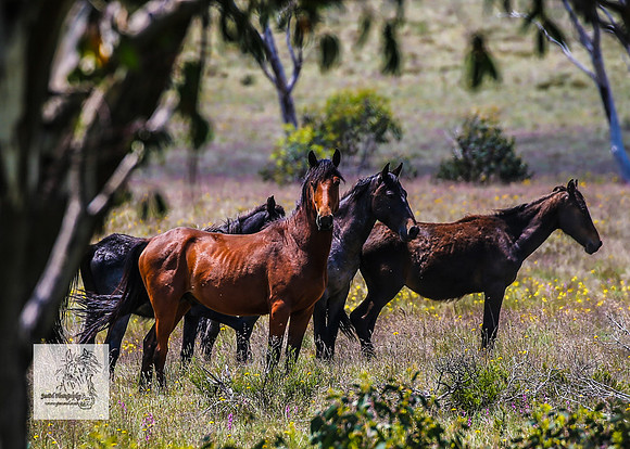 Brumbies13Dec23_0250