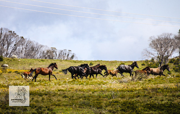 Brumbies29Dec23_2636
