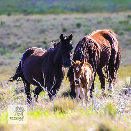 Brumbies15Dec23_1115