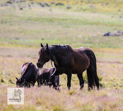Brumbies22Dec23_2192