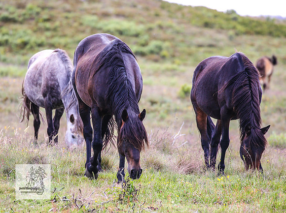 Brumbies22Dec23_2237