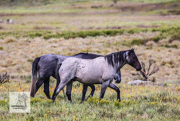 Brumbies27Dec23_2517