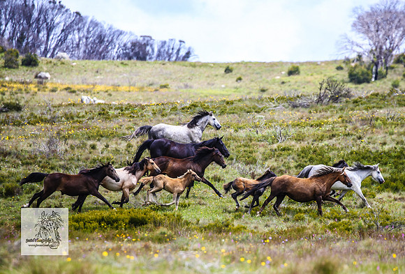 Brumbies29Dec23_2679