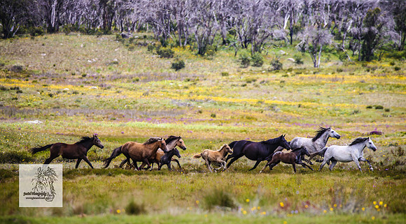 Brumbies29Dec23_2665