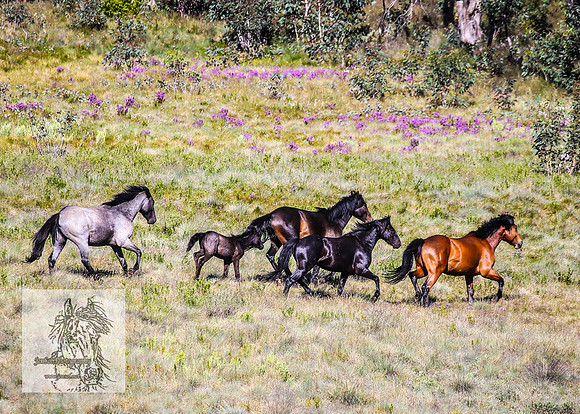 Brumbies16Dec23_0060