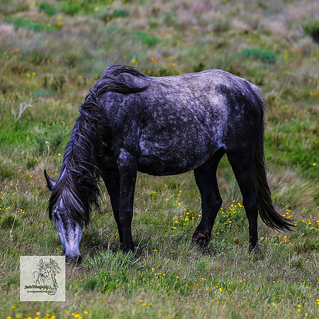 Brumbies14Dec23_0393