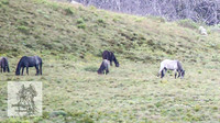 Brumbies7Dec23_0066 copy