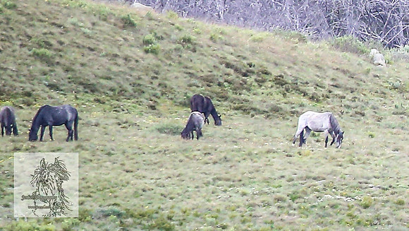 Brumbies7Dec23_0066 copy