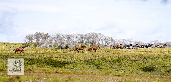 Brumbies29Dec23_2646