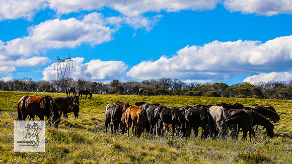 Brumbies15Dec23_0935