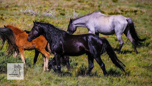 Brumbies14Dec23_0408