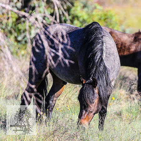 Brumbies16Dec23_0001