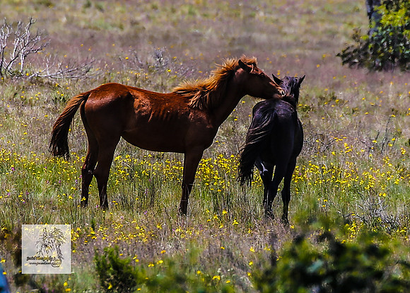 Brumbies13Dec23_0238