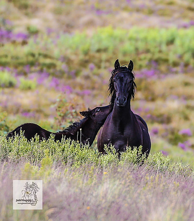 Brumbies26Dec23_2437