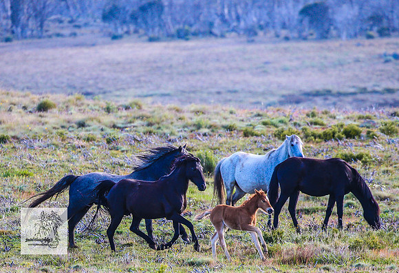 Brumbies18Dec23_1963