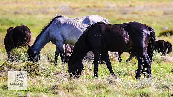 Brumbies15Dec23_1049