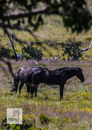 Brumbies13Dec23_0257
